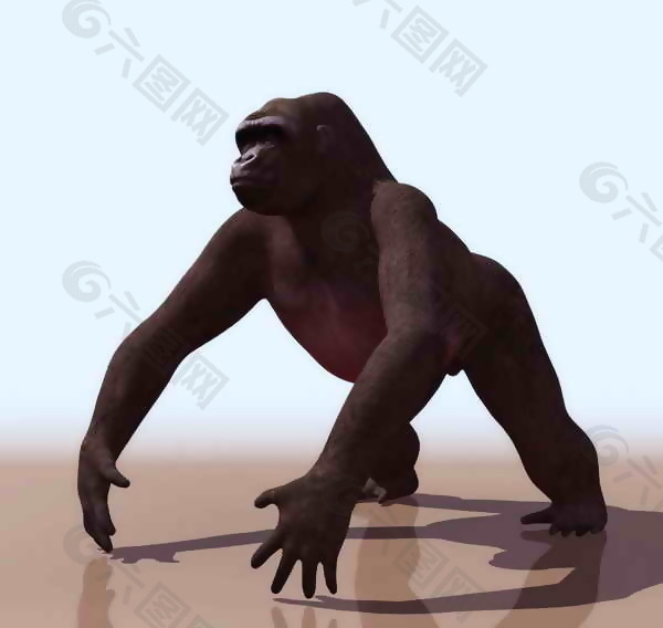 猩猩-动物3D模型素材