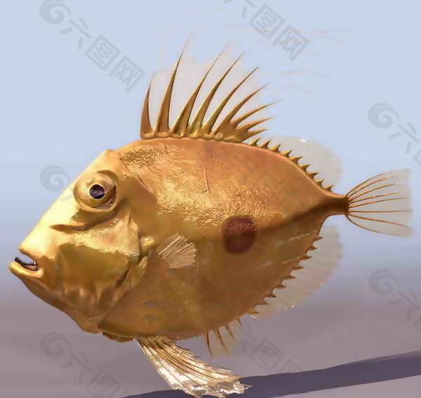 热带鱼-动物3D模型素材
