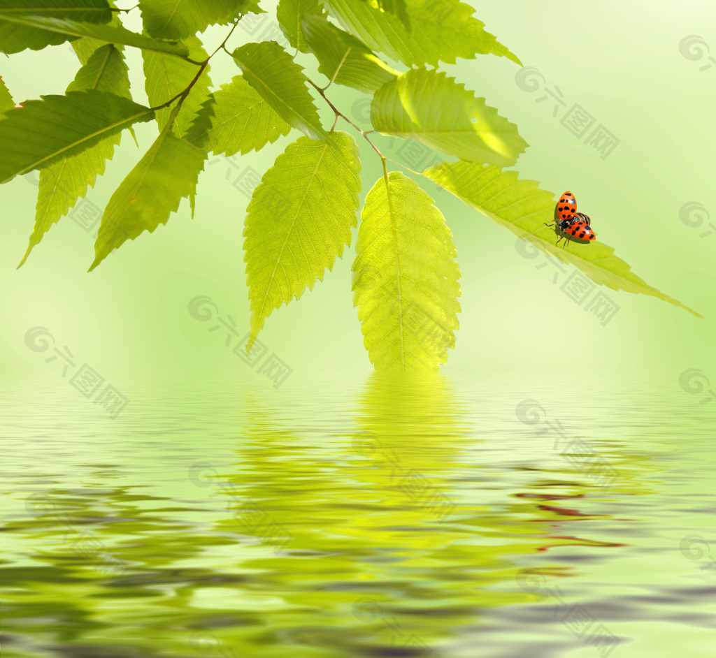 水中绿叶美图