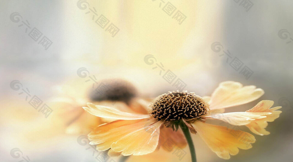 淡雅背景的阳光下的花朵幻灯片