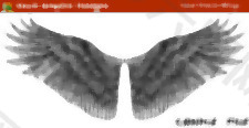 手工绘制的鸟的翅膀