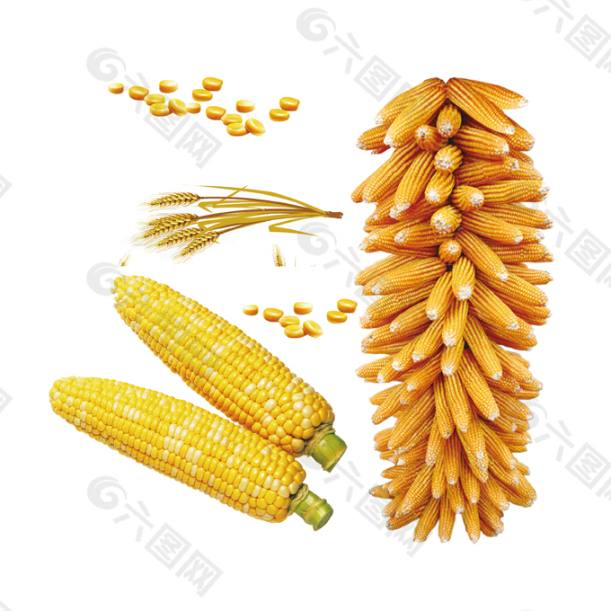 玉米高粱素材