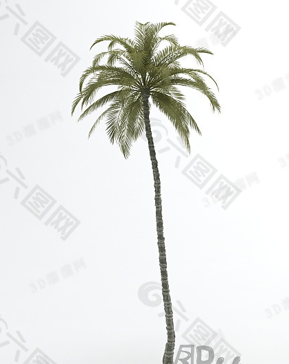 3D椰子树模型