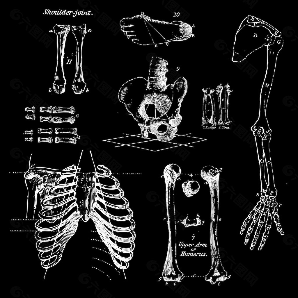 设计学类19-6班 骨骼练习 构成作业|平面|图案|54DOLLY - 原创作品 - 站酷 (ZCOOL)
