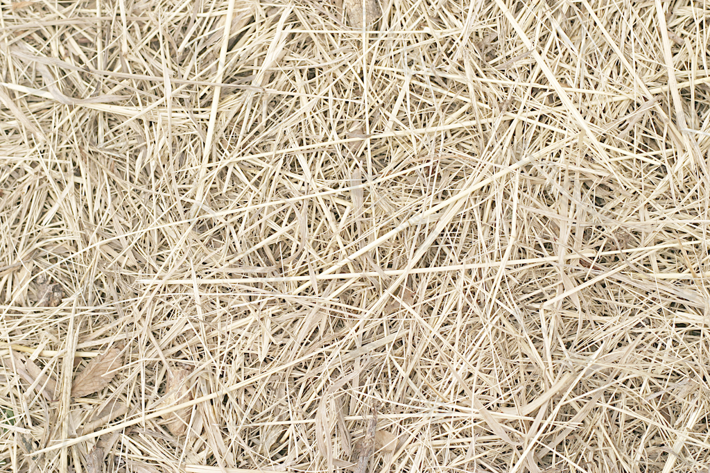 草和小麦31个纹理