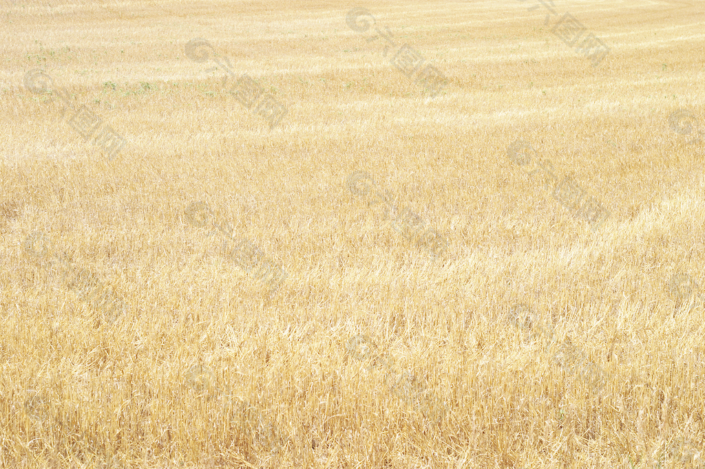 草和小麦30个纹理