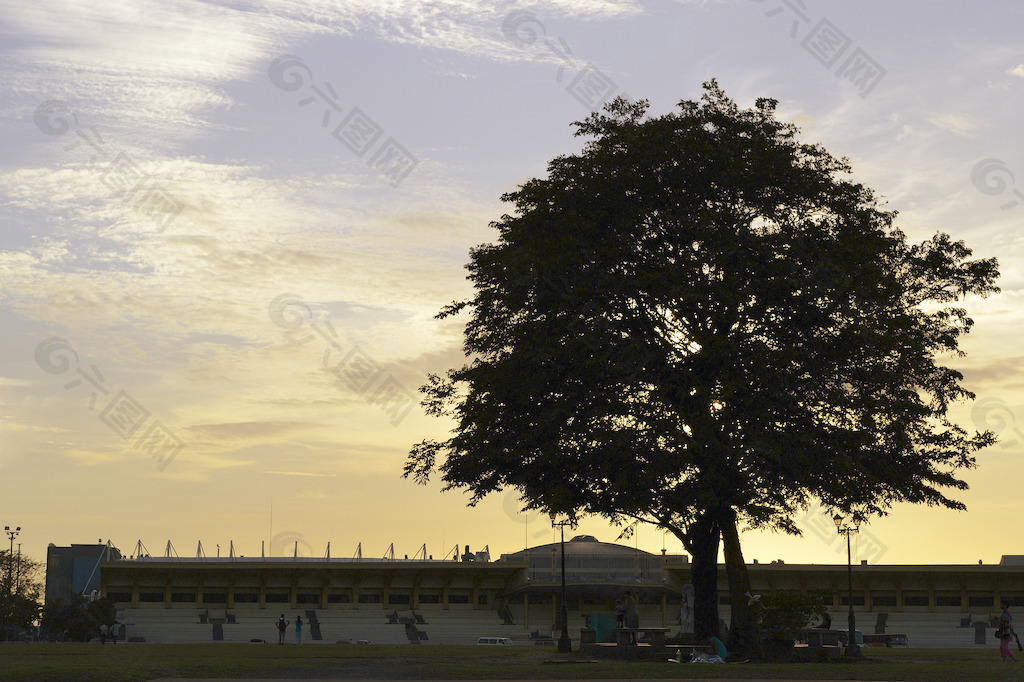 树在日落