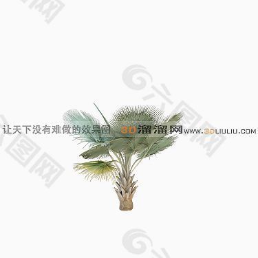 3D棕榈树模型