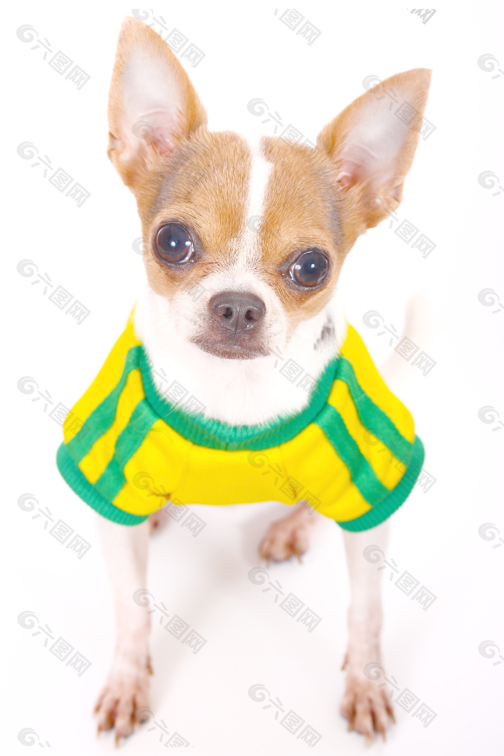 可爱的奇瓦瓦看他的掌握一些食物