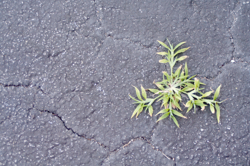 在裂化沥青-生命力的象征植物生长
