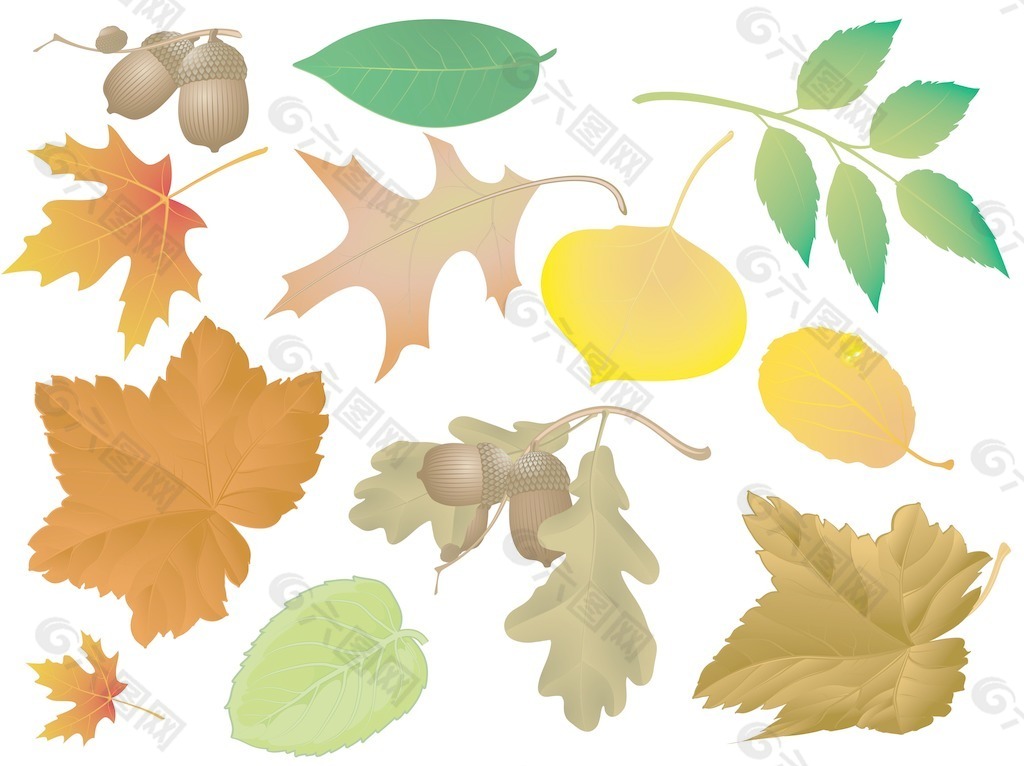 秋天的树叶矢量集
