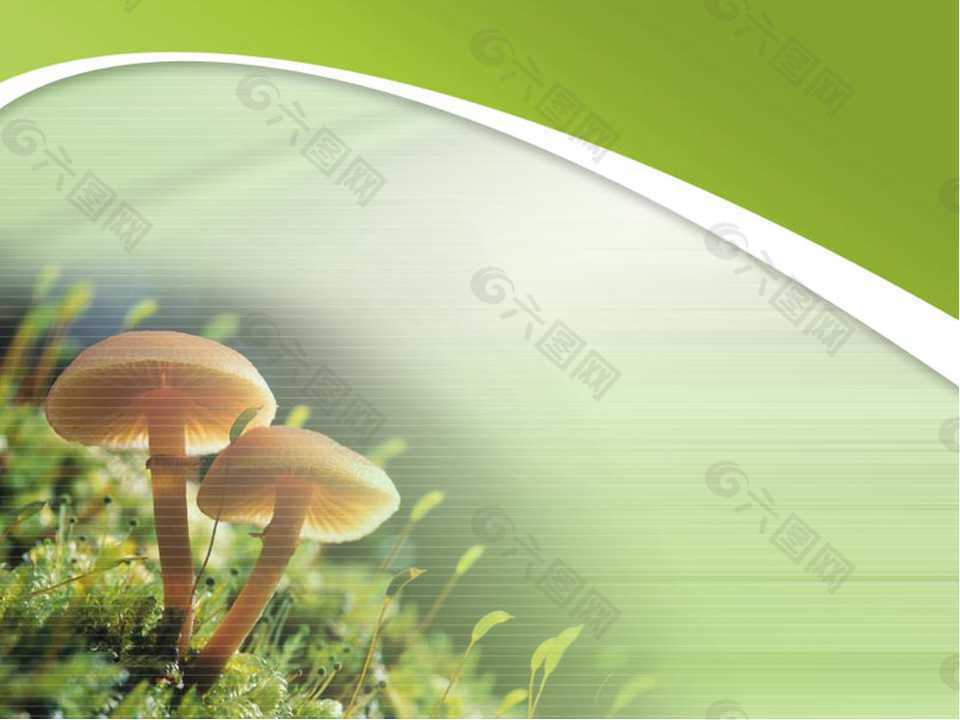 草地上的两朵蘑菇PPT模板