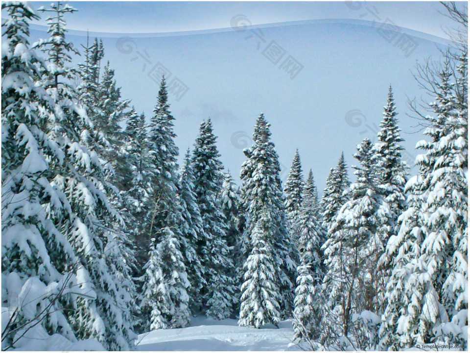 积雪覆盖的雪松林PPT模板