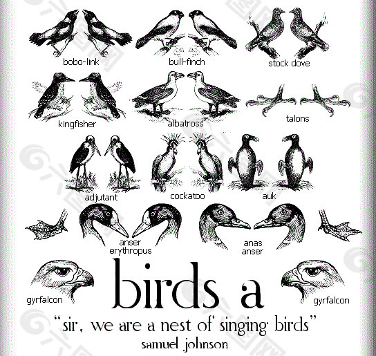 鸟类的一个字体