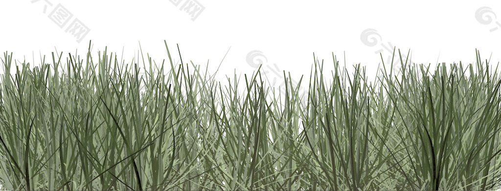 绿色的草 孤立在白色背景