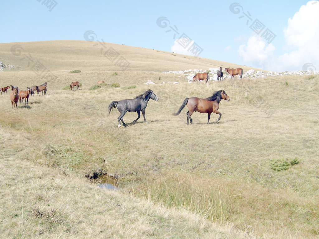 デスクトップ壁紙 : うま, 牧草地, 草原, メア, 脊椎動物, man, 乗馬主義, 動物のスポーツ, 哺乳類のような馬, 種馬 ...