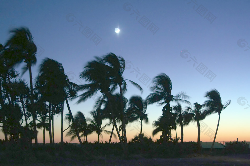 日落之后的棕榈树在风