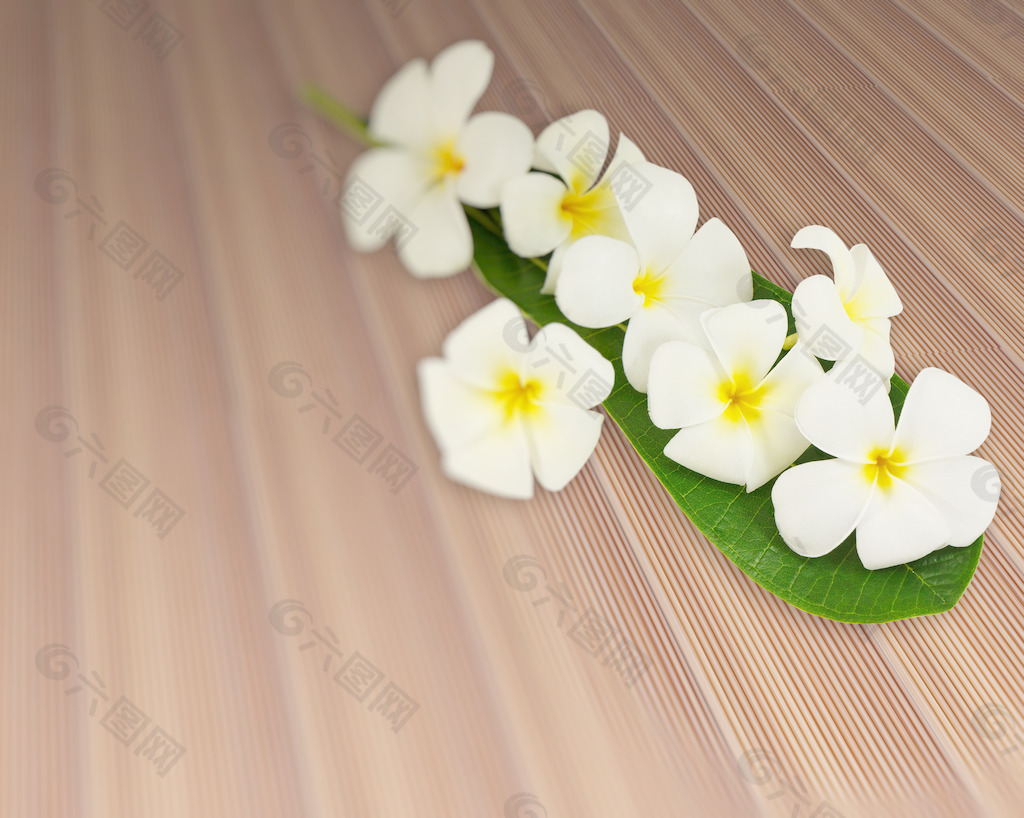 对板材纹理柚木条木地板的鸡蛋花叶花束