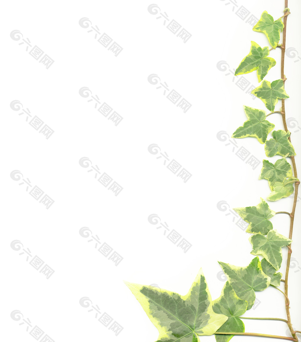 边境的绿色常春藤孤立在白色背景