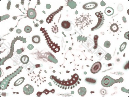 细菌和病毒载体