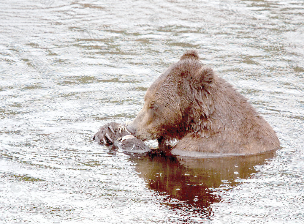 布朗在雨中吃熊