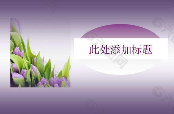 紫色郁金香花卉PPT模板