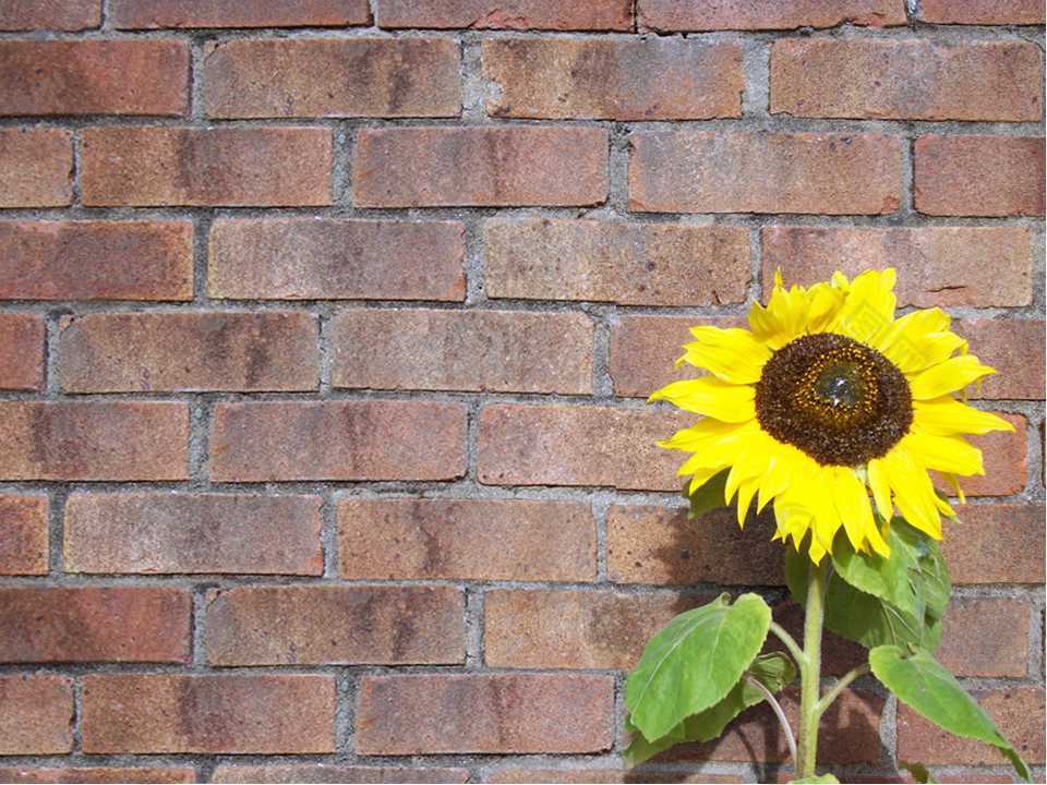 葵花红砖墙背景红色PPT模板