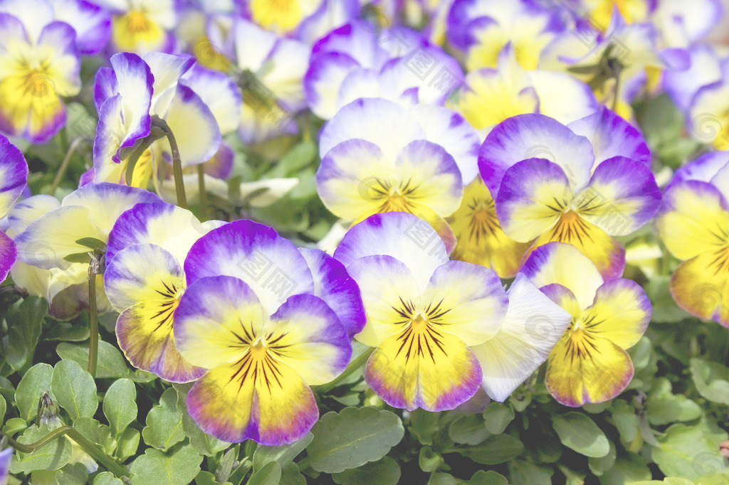 五颜六色的花朵