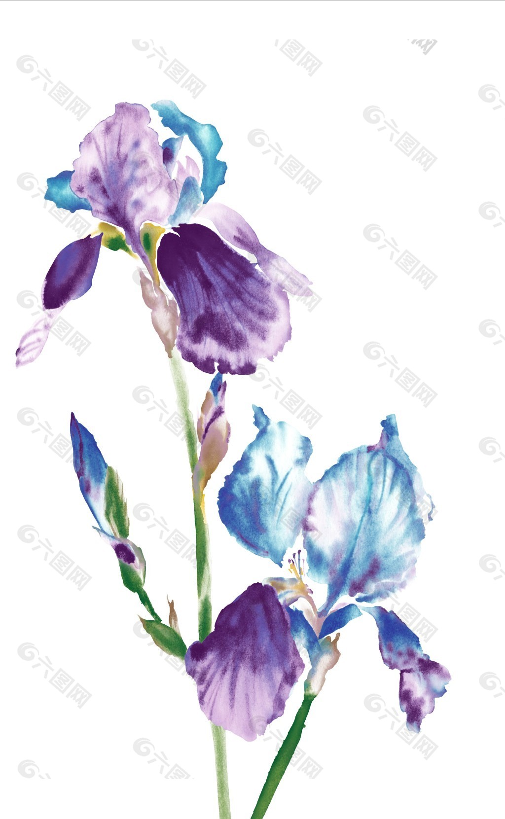 蓝花朵朵