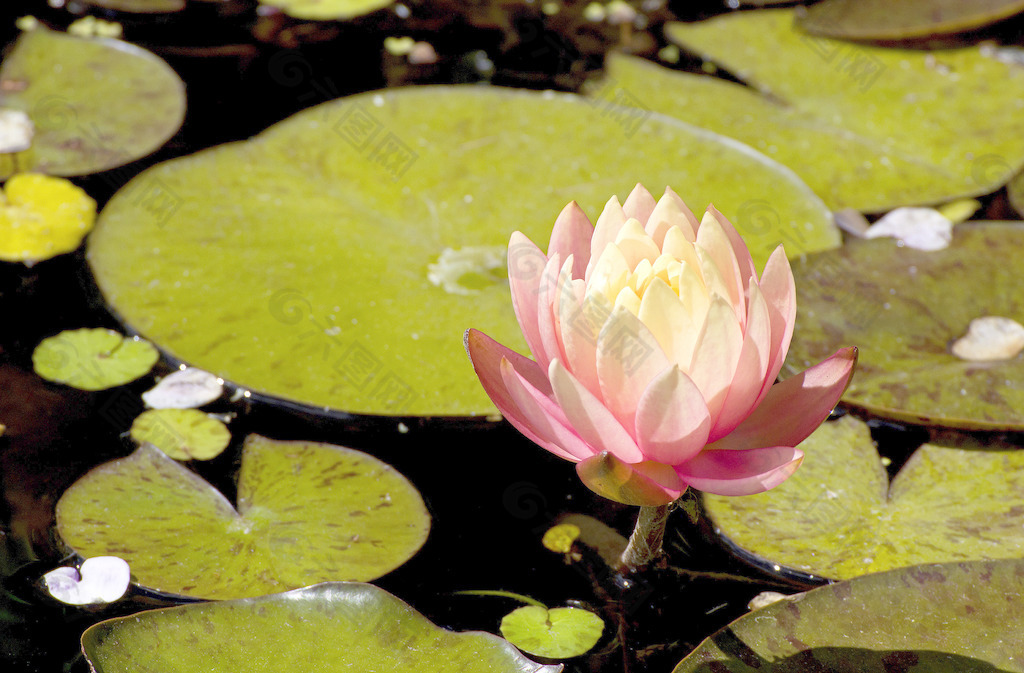 荷花在水