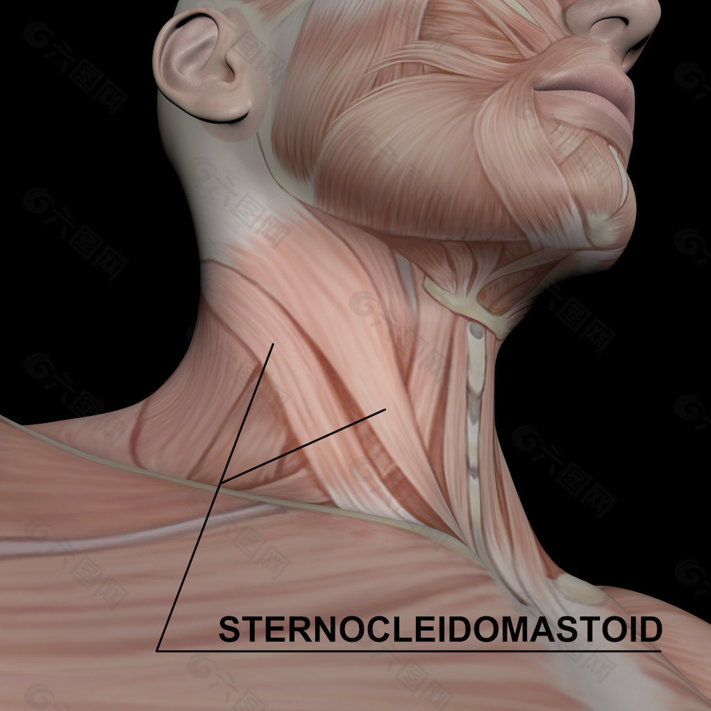 胸锁乳突肌-临床应用解剖学-医学