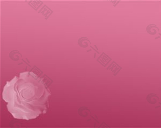 粉红花蕾背景模板