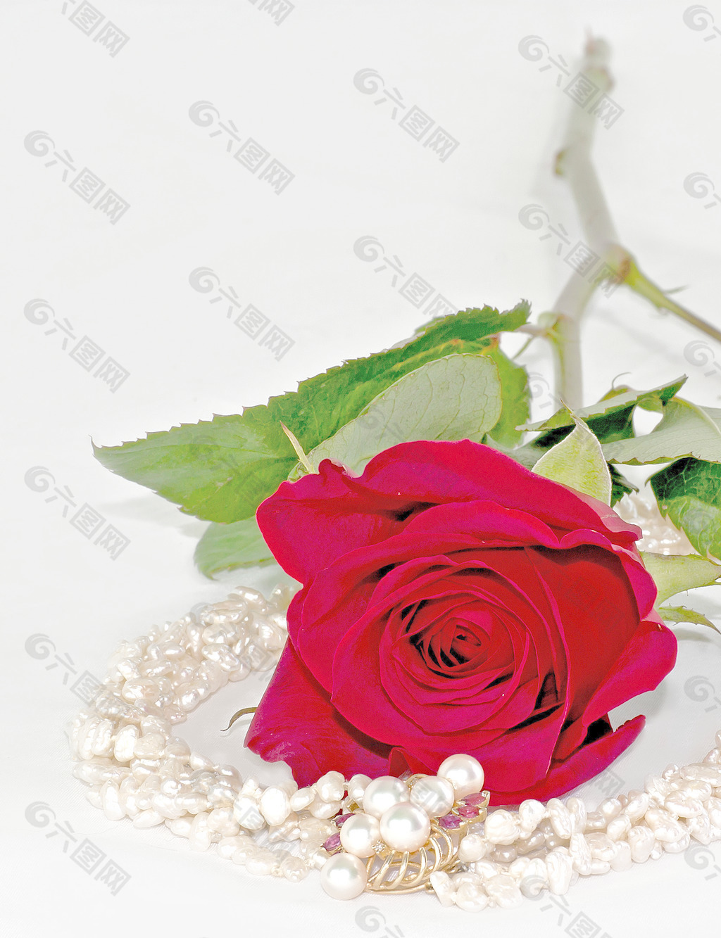 情人节的玫瑰和珍珠