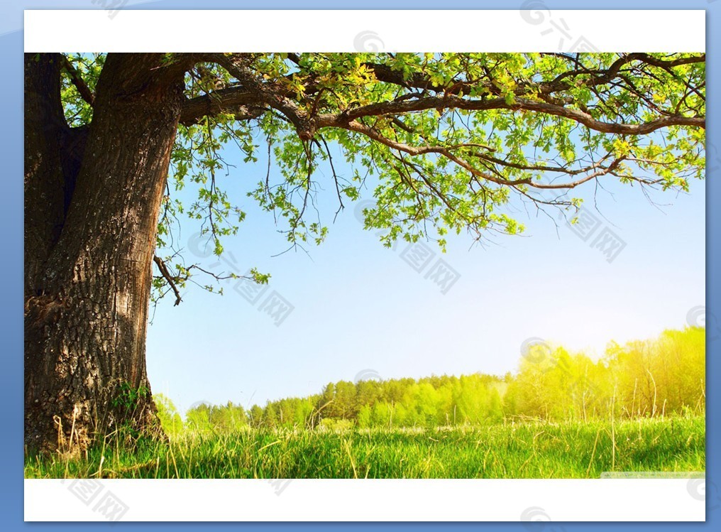 和煦阳光下的大树幻灯片背景图片
