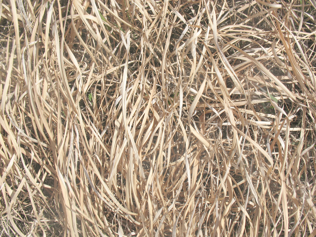 草和小麦25个纹理