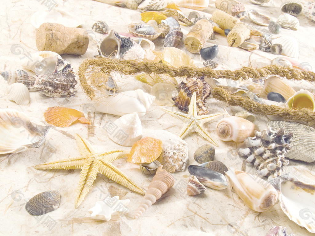 壳的海生浪漫的生活