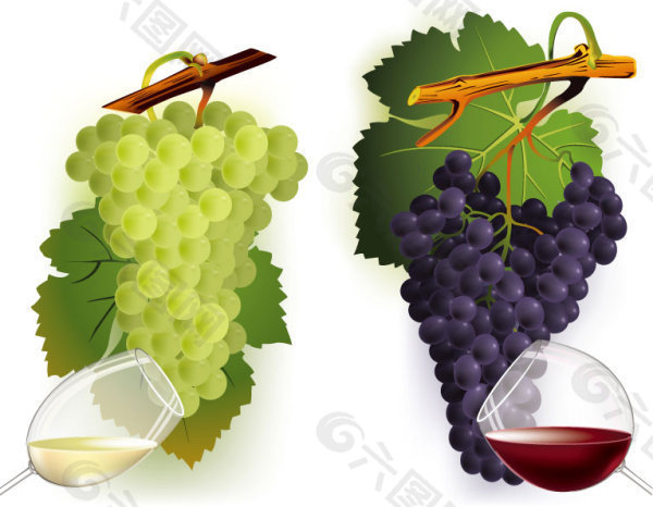 葡萄与葡萄酒矢量素材红白