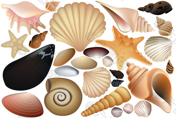 沙滩上的七彩贝壳