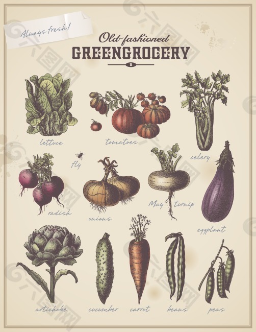 古典蔬菜手绘图