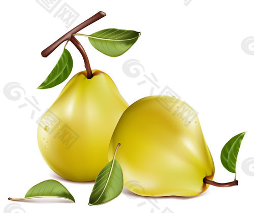 矢量素材水果梨
