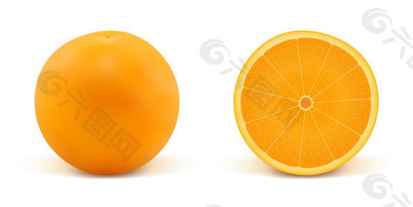 写实橘子矢量素材