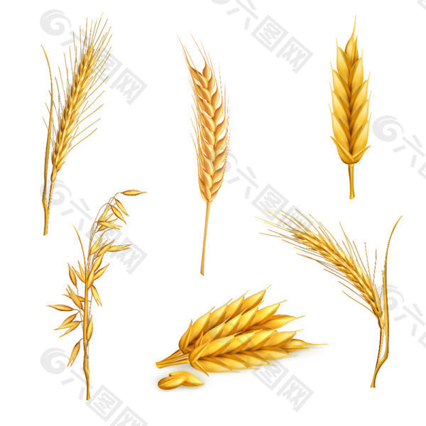 矢量形态各异的小麦图案素材