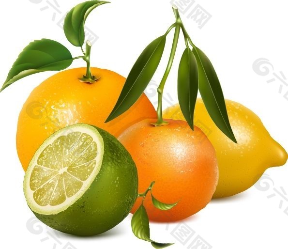 矢量新鲜柠檬水果图片