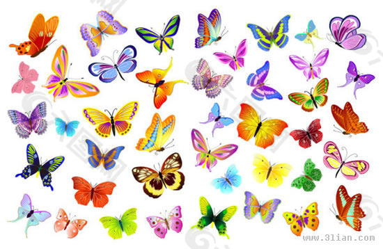 多款漂亮的蝴蝶