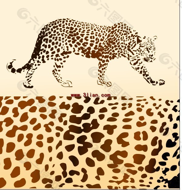 豹和豹纹
