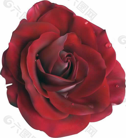 玫瑰花