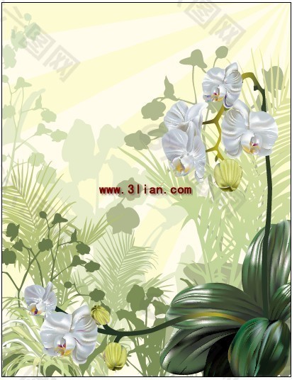 兰花植物素材