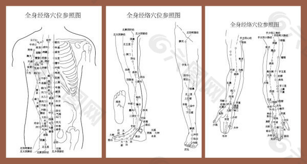 全身经络穴位