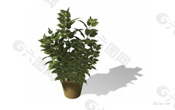 3D植物模型
