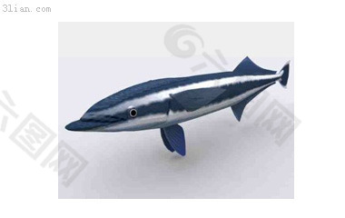 3d深海鱼模型